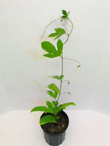 passion fruit plant in pot Purple Self Polinating Passion Fruit vine (From Cutting) 1 Gallon pot – Lara Farms Miami