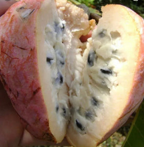 Custard Apple aka Anonna reticulata 5 Pounds (Unfortunately Custard Apple fruit is on California's do not ship from Florida list)