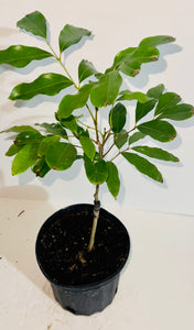Grafted Lychee 1 Gallon Tree