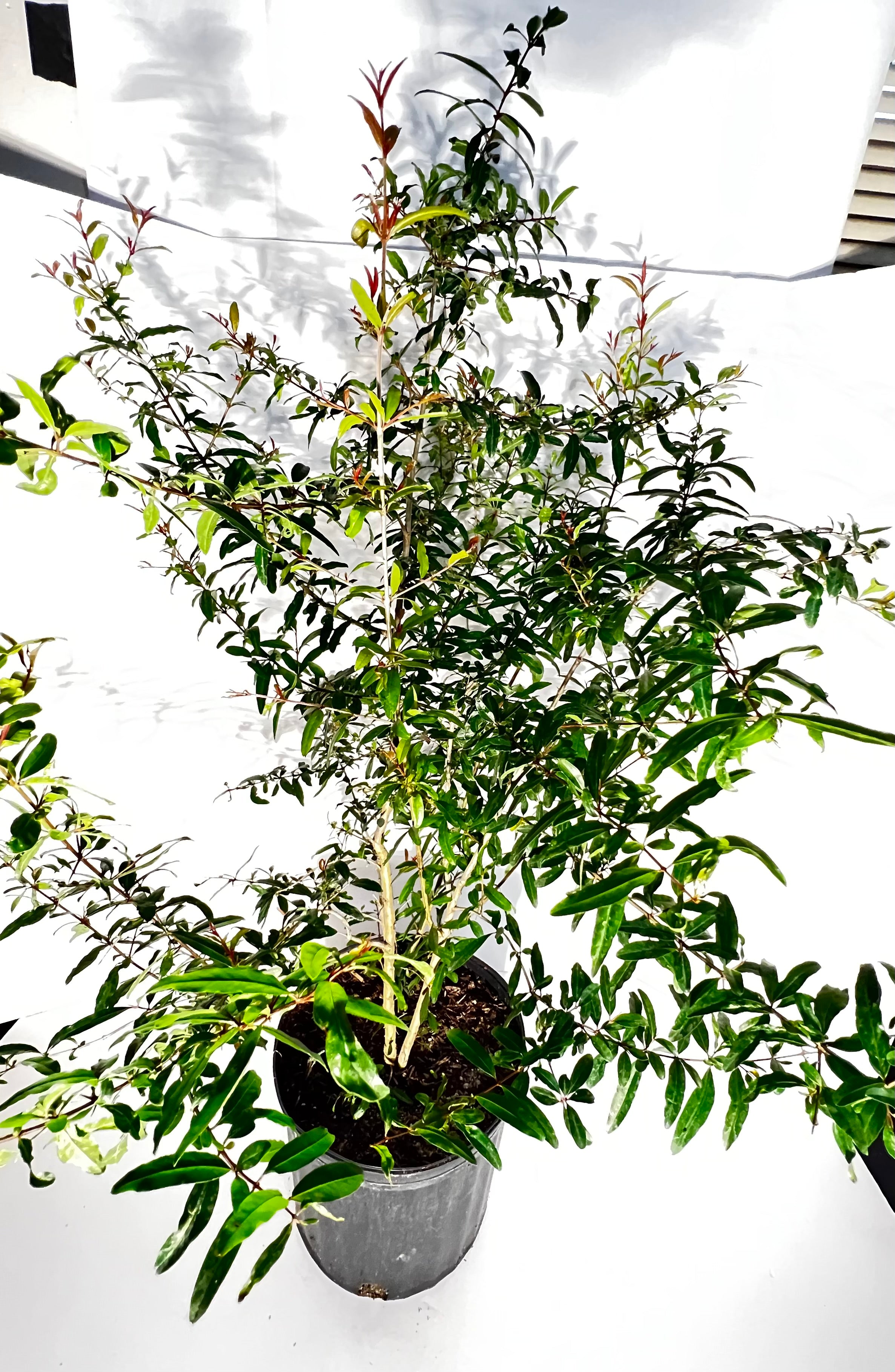 Pomegranate Tree/Bush (Tropical Vietnamese) 3 gallon