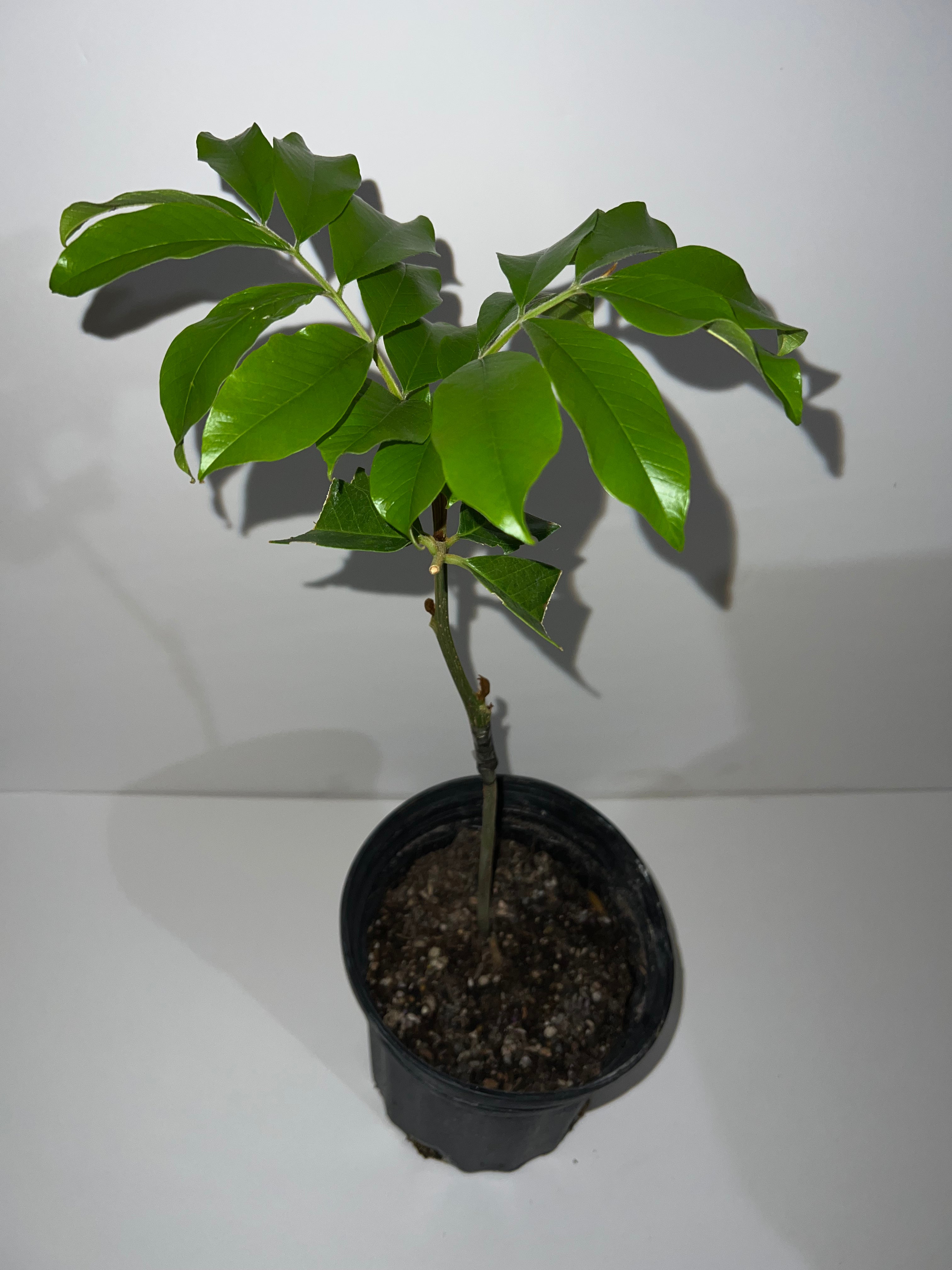Grafted Akee Tree 1 GALLON CONTAINER – Lara Farms Miami