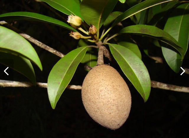 Sapero Tree Grafted Sapodilla aka Nispero Tree 1 Gallon (8 Varieties) – Lara Farms ...