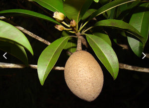 Grafted Sapodilla aka Nispero Tree 1 Gallon (8 Varieties)