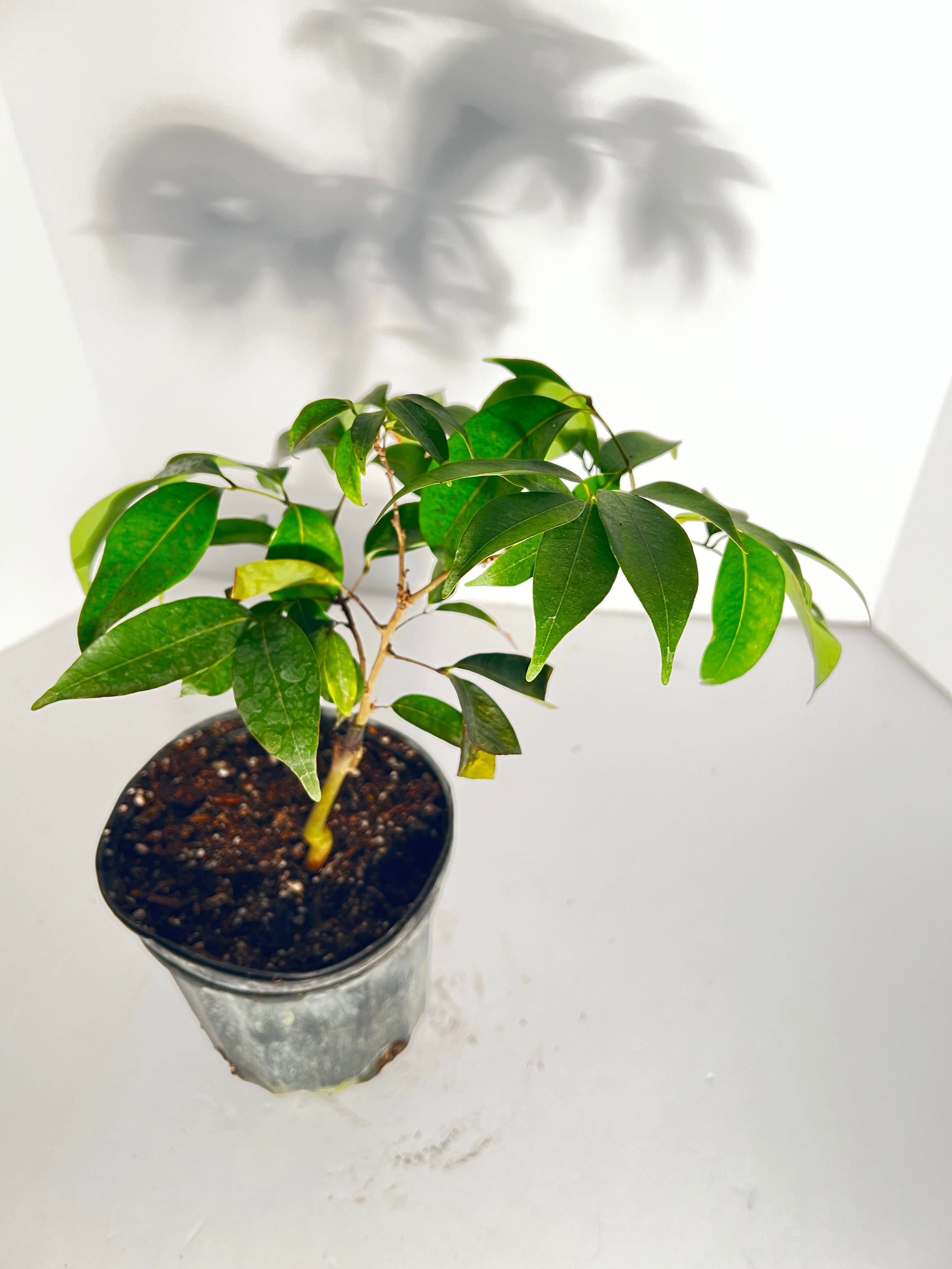 lychee plant indoors Lychee Airlayer Tree 1 gallon – Lara Farms Miami