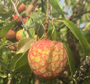 Grafted Lychee 1 Gallon Tree