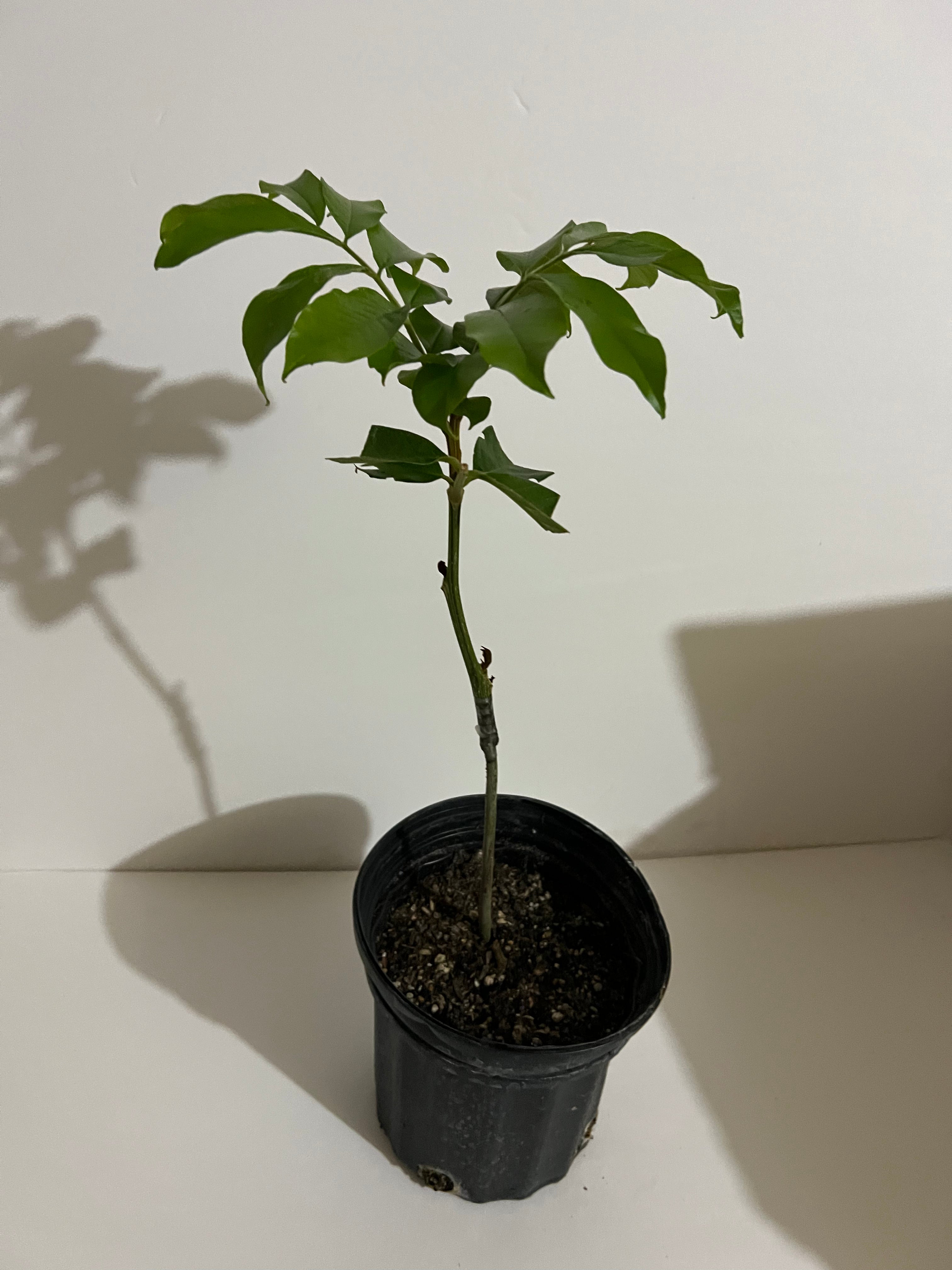 Grafted Akee Tree 1 GALLON CONTAINER