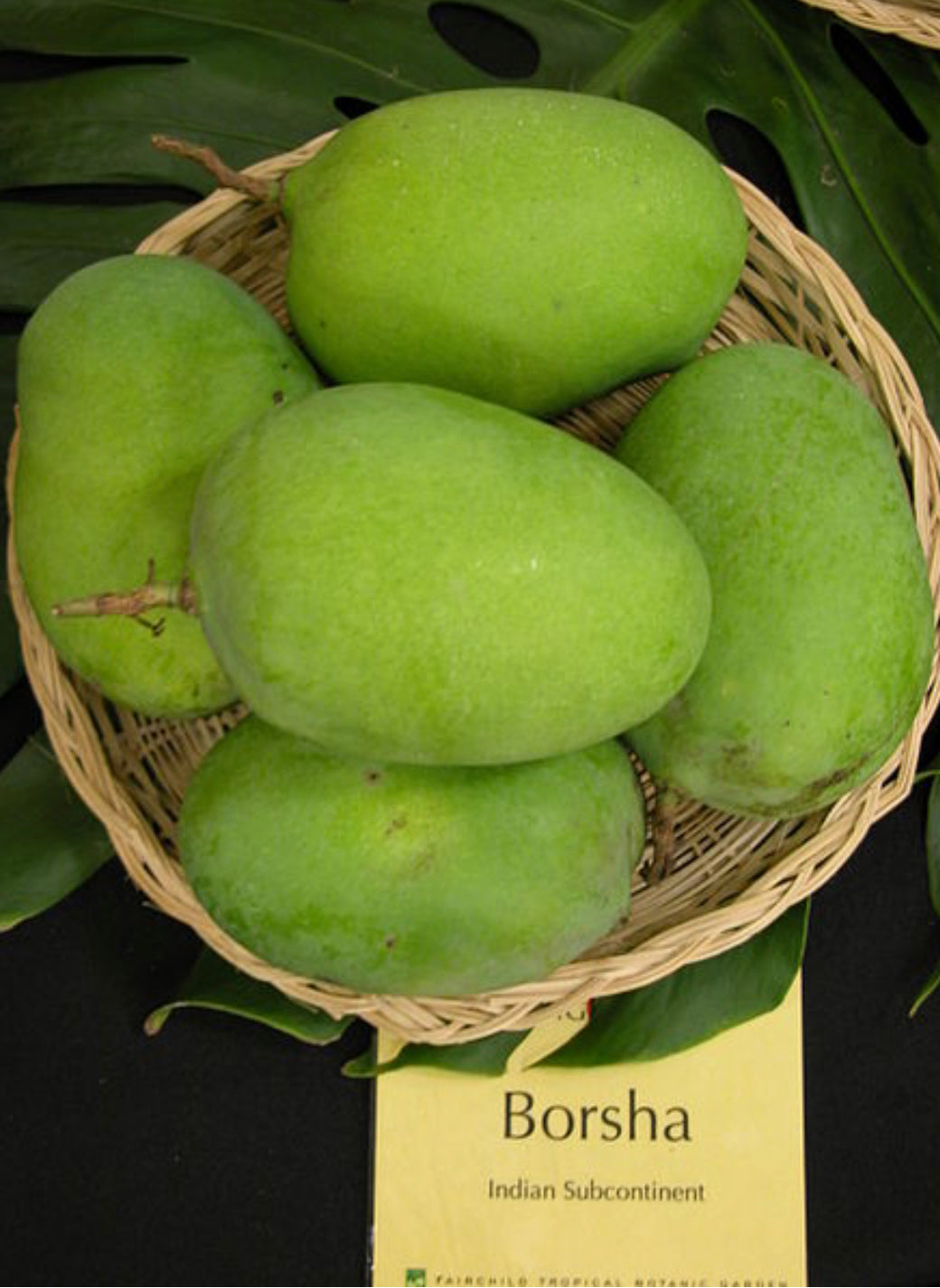 image_57a1e686-feac-4fec-9835-ae6c184fe37c.jpg?v=1657010876