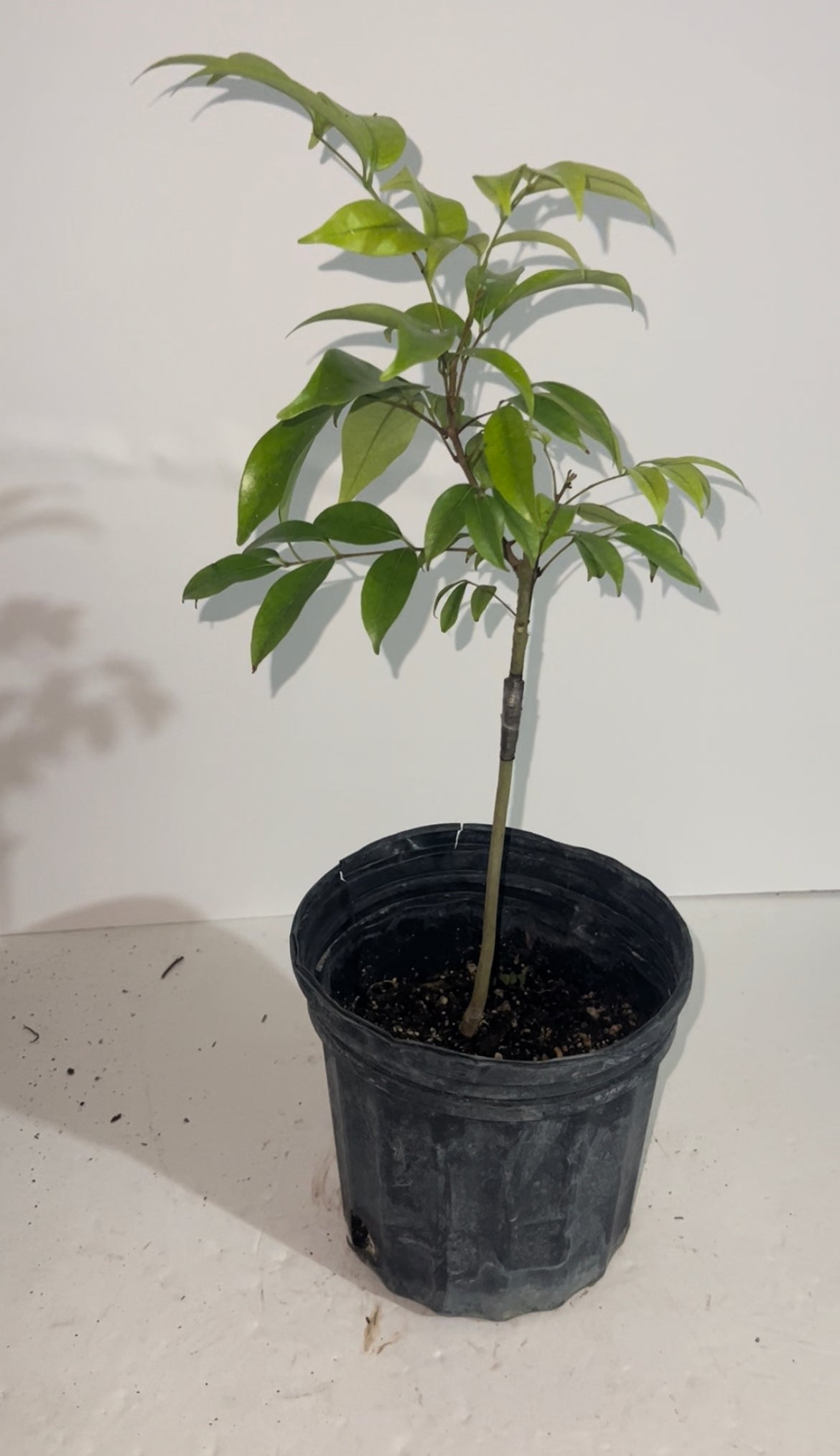 Grafted Lychee 1 Gallon Tree