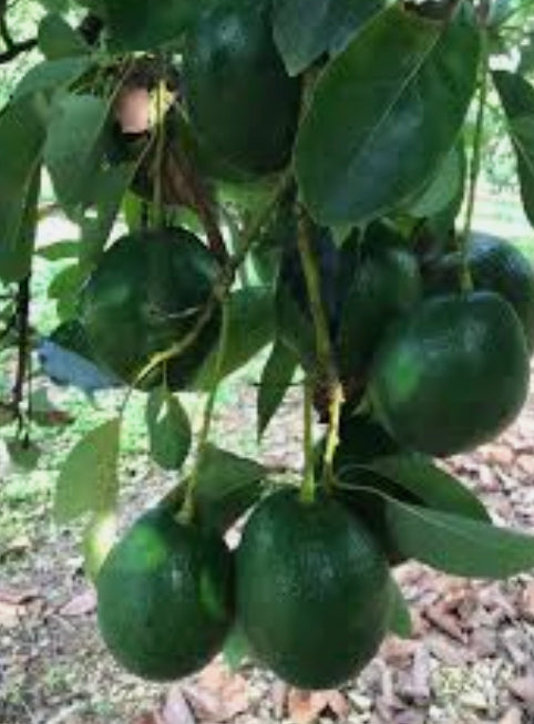 Grafted Avocado Tree 1 gallon (30 varieties!)