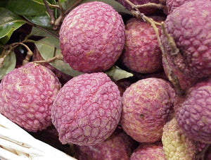 Grafted Lychee 1 Gallon Tree