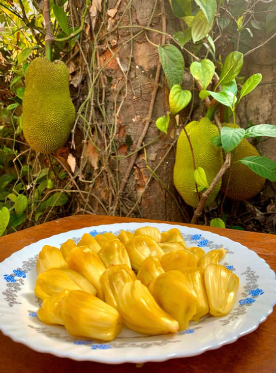Grafted Jackfruit tree aka Jaca 1 Gallon (11 Varieties) – Lara Farms Miami