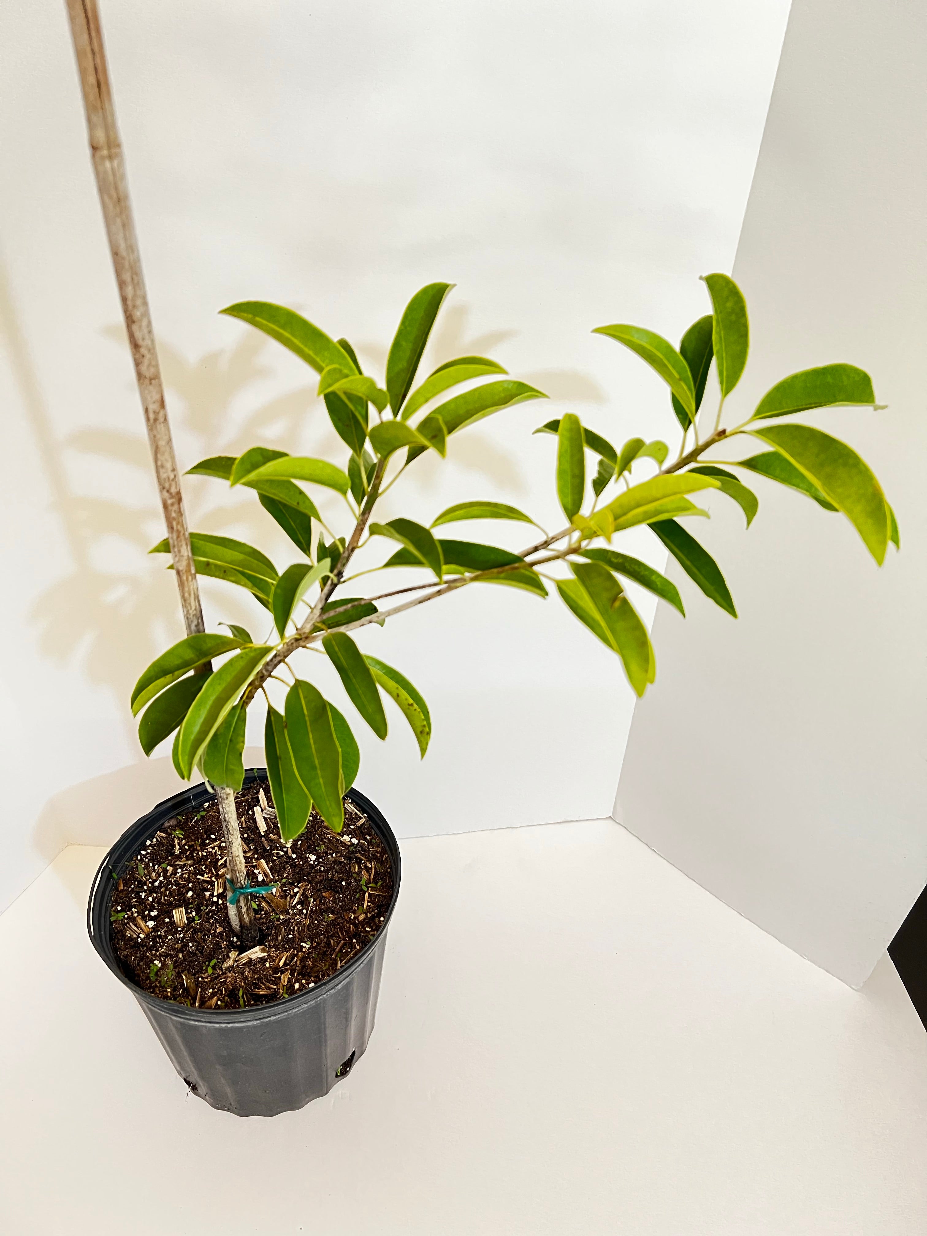 Grafted Sapodilla aka Nispero Tree 3 Gallons