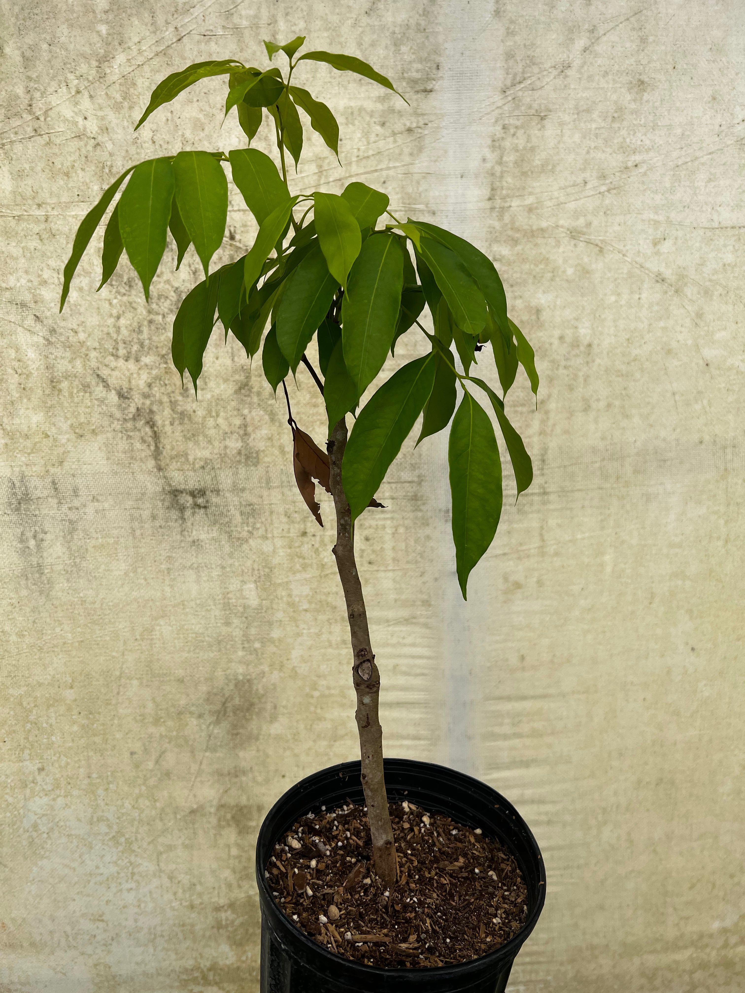 lychee house plant Lychee Airlayer Tree 1 gallon – Lara Farms Miami