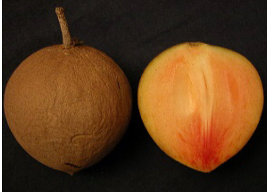 Sapero Tree Grafted Sapodilla aka Nispero Tree 1 Gallon (8 Varieties) – Lara Farms ...