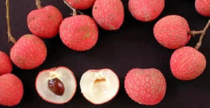 Grafted Lychee 1 Gallon Tree