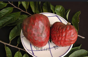 Custard Apple aka Anonna reticulata 5 Pounds (Unfortunately Custard Apple fruit is on California's do not ship from Florida list)