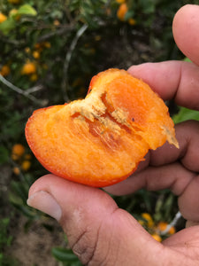 Tropical PERSIMMON “Triumph” cv. (Wait till soft to eat) 5 lb or 10 lb Box (Unfortunately persimmon fruit is on California’s do not ship from Florida list)