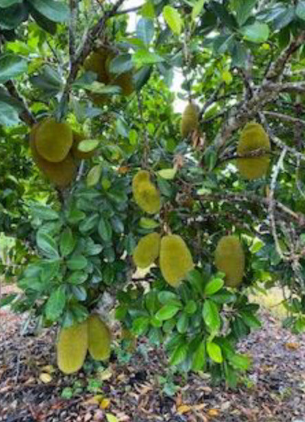Grafted Jackfruit tree aka Jaca 1 Gallon (11 Varieties)