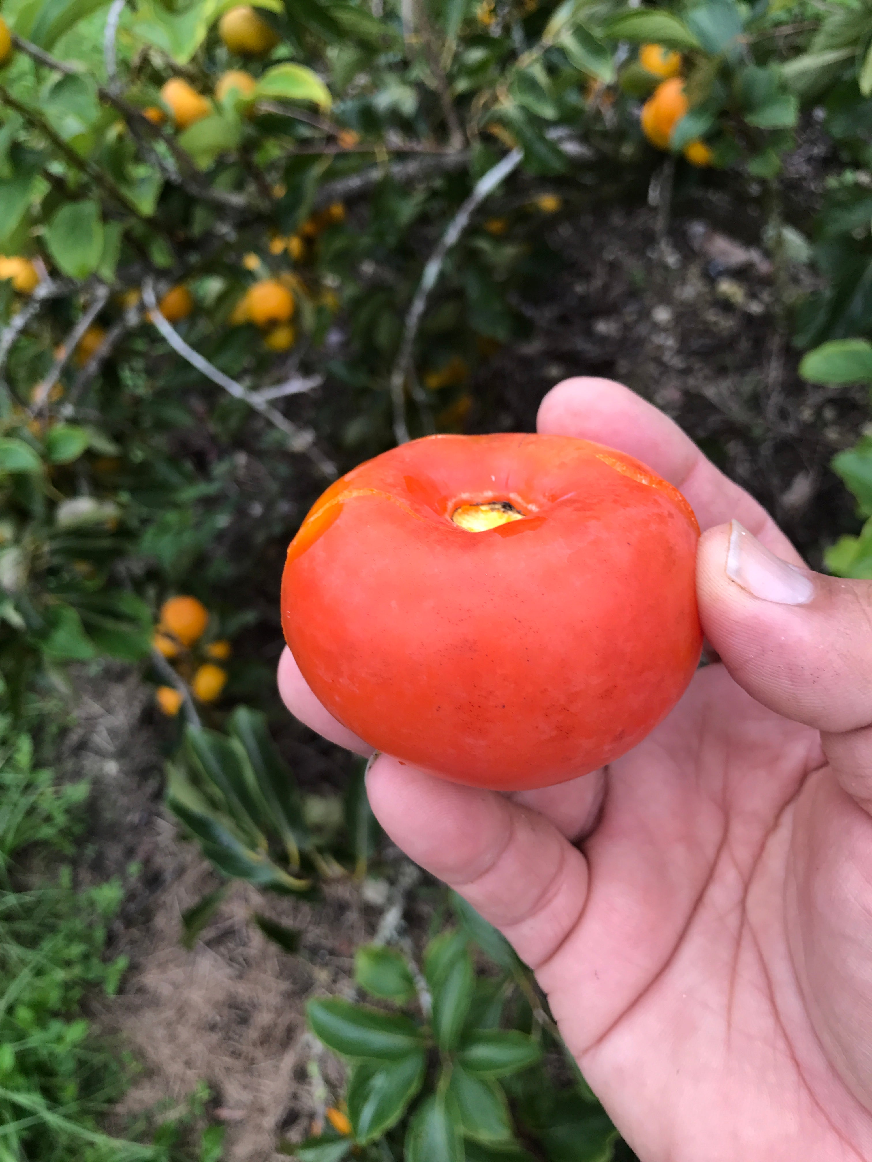 Tropical PERSIMMON “Triumph” cv. (Wait till soft to eat) 5 lb or 10 lb Box (Unfortunately persimmon fruit is on California’s do not ship from Florida list)