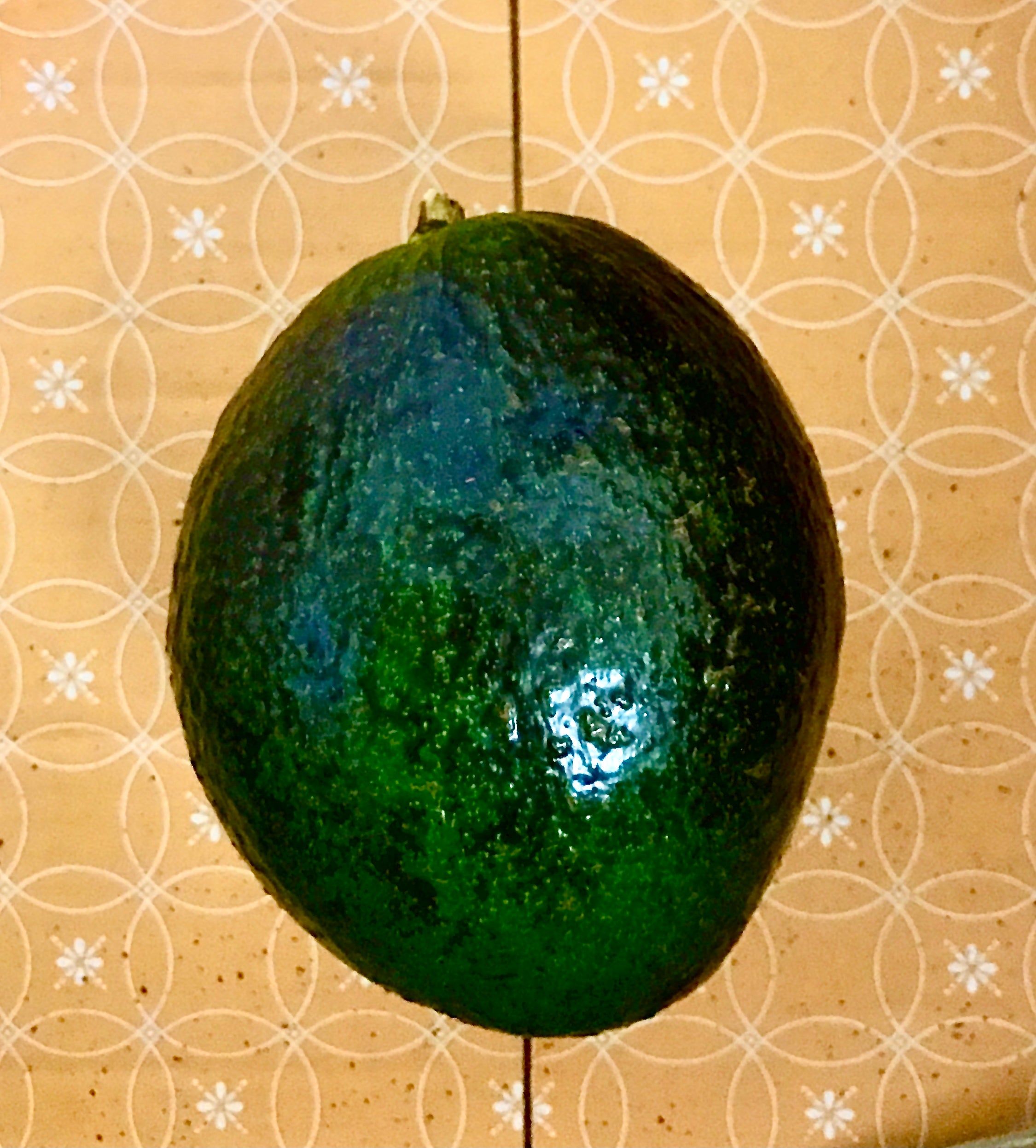 Grafted Avocado Tree 1 gallon (30 varieties!)