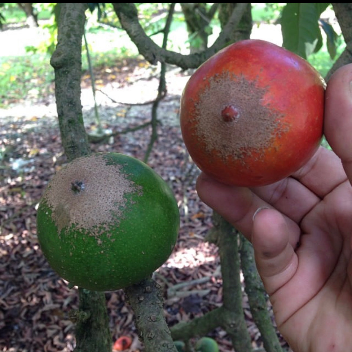 Green Sapote Whiteman cv. Fruit