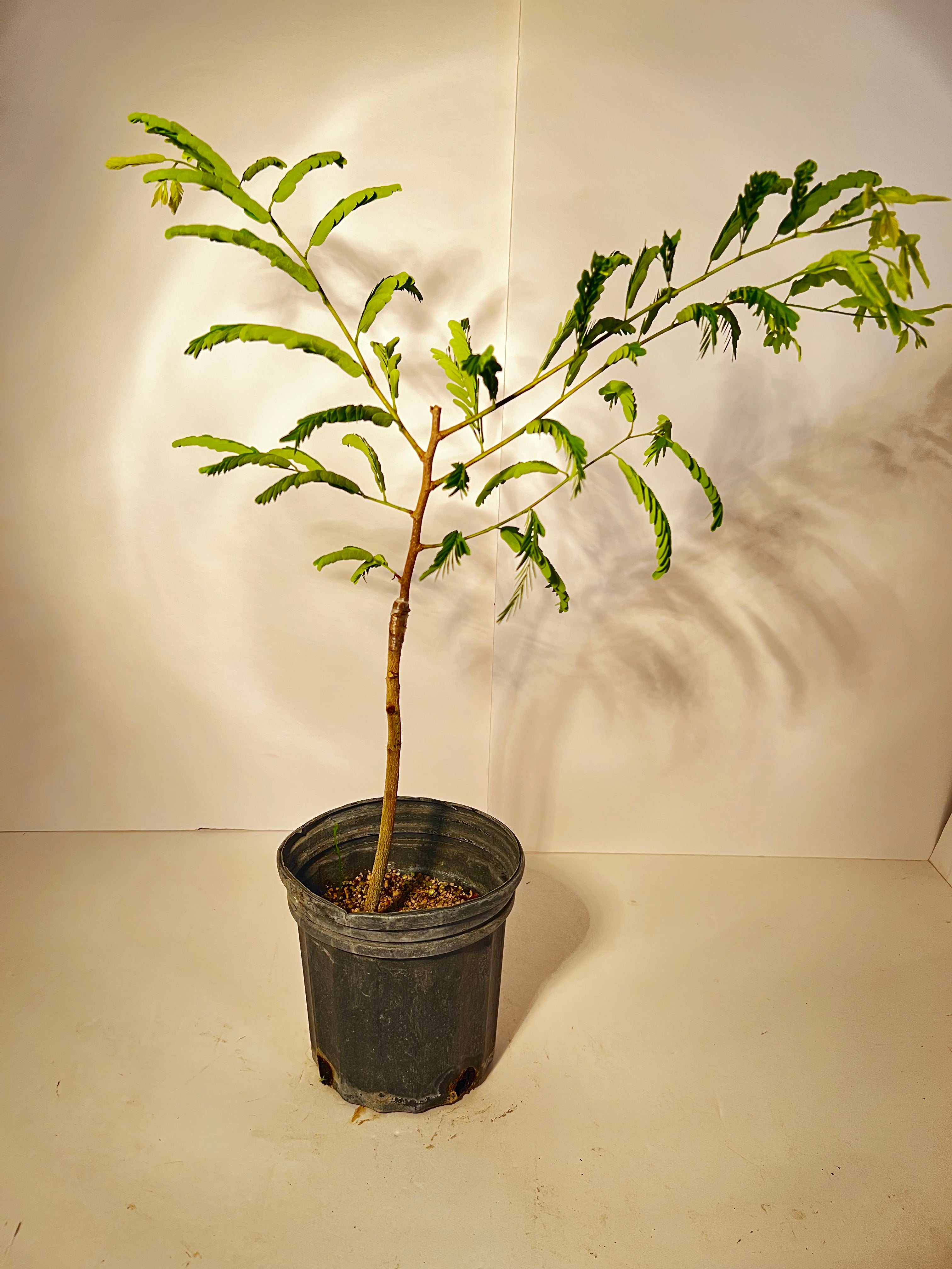 tamarind house plant Grafted Tamarind Tree (Sweet Thai cv.) 1 Gallon – Lara Farms Miami