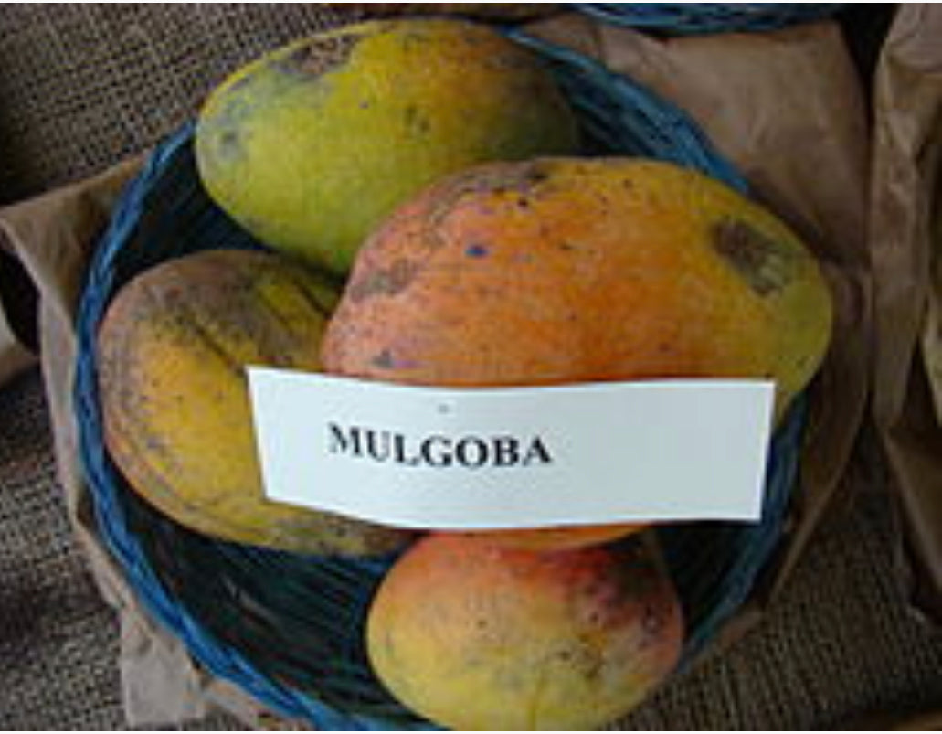 Rare and Forgotten Mango Cultivars