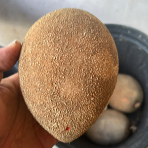 Mamey Sapote Fruit Cultivars From Our Collection 5 lbs Box