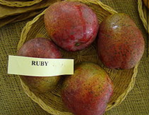 Rare and Forgotten Mango Cultivars