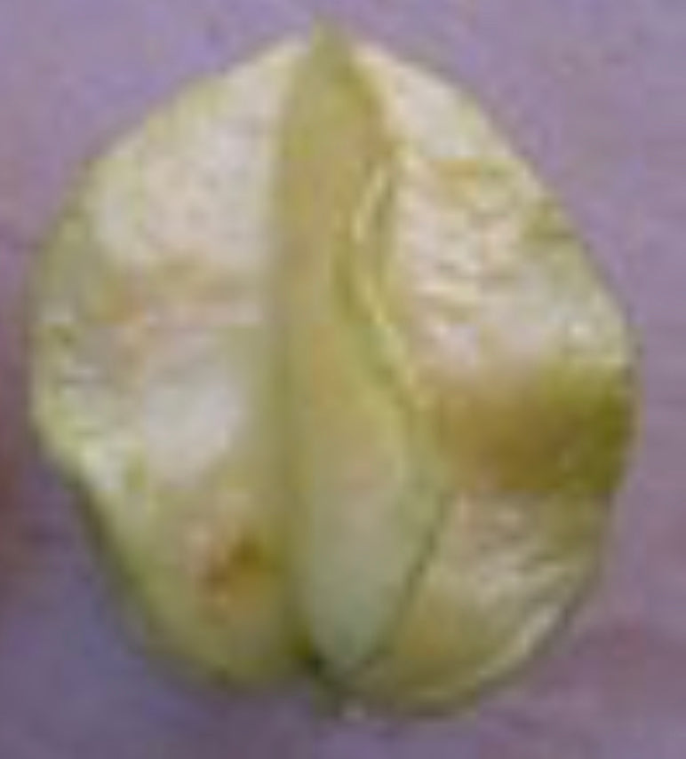 Grafted Star Fruit aka Carambola 1 Gallon (5 varieties)