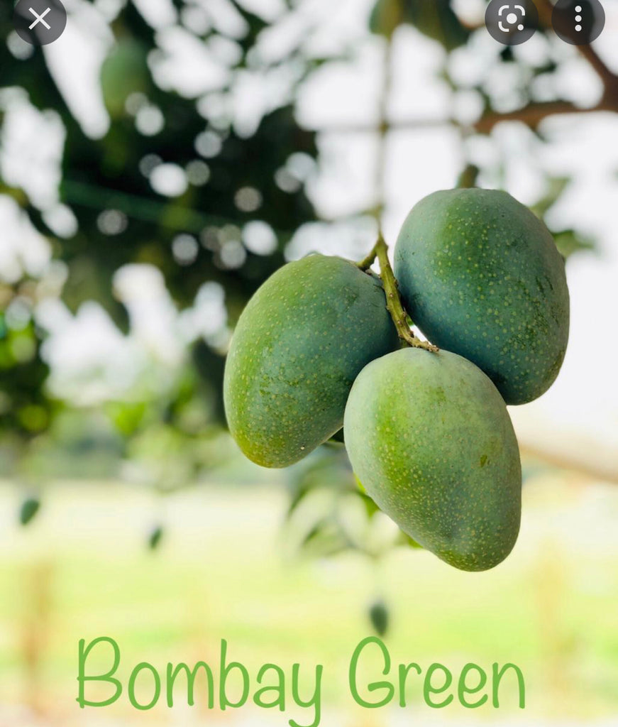 Rare and Mango Cultivars Lara Farms Miami