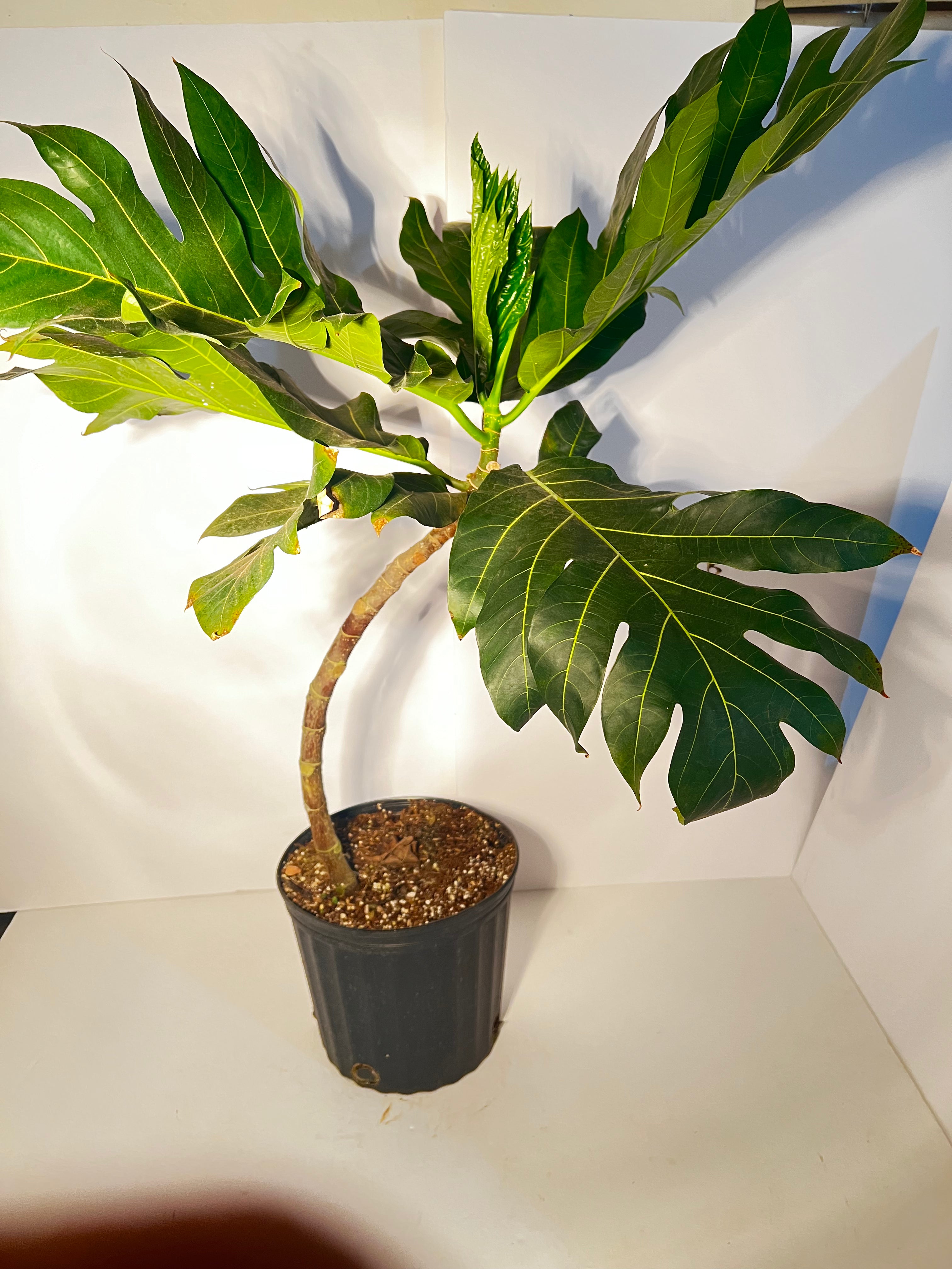Breadfruit Tree Ma’afala cv. (Airlayer) 3 Gallon