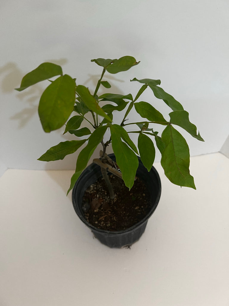 Grafted Spanish Lime aka Mamoncillo 1 Gallon Tree Montgomery cv. (Herm