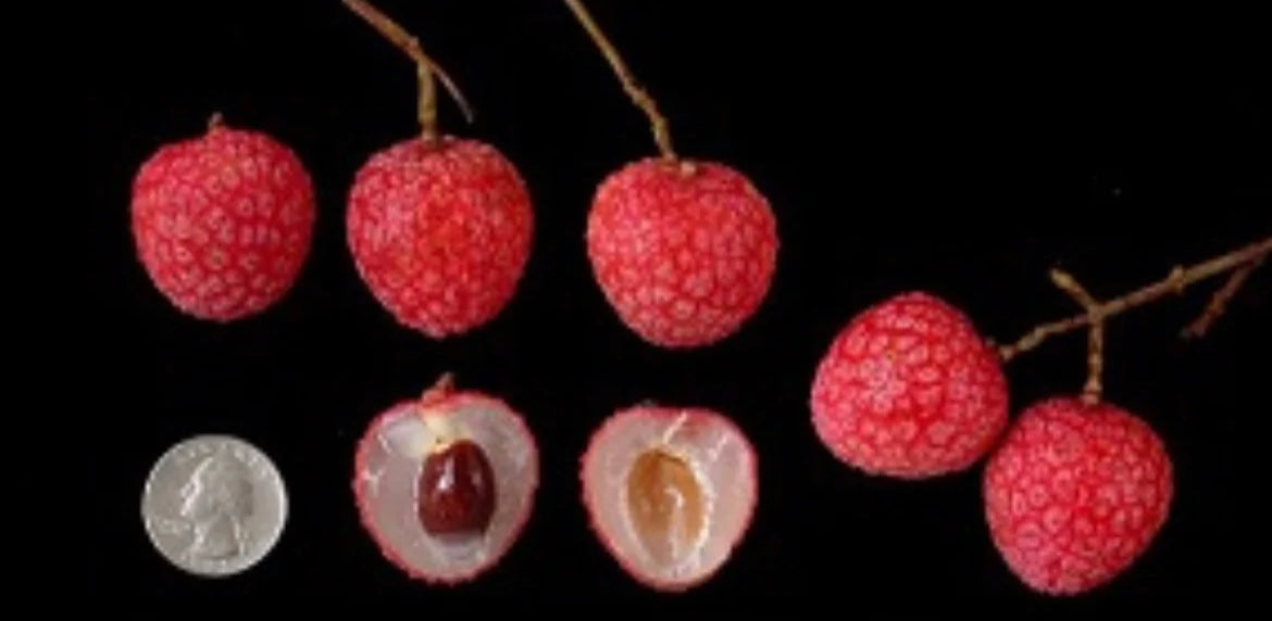 Grafted Lychee 1 Gallon Tree