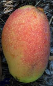 *Grafted Mango Tree 3 Gallons