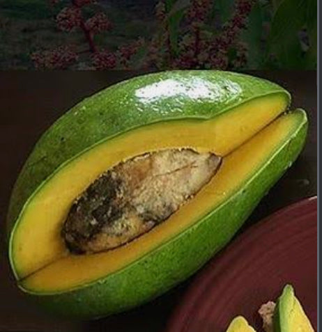 Avocado Fruit from our famous collection (Unfortunately Avocado fruit is on California's do not ship from Florida list)