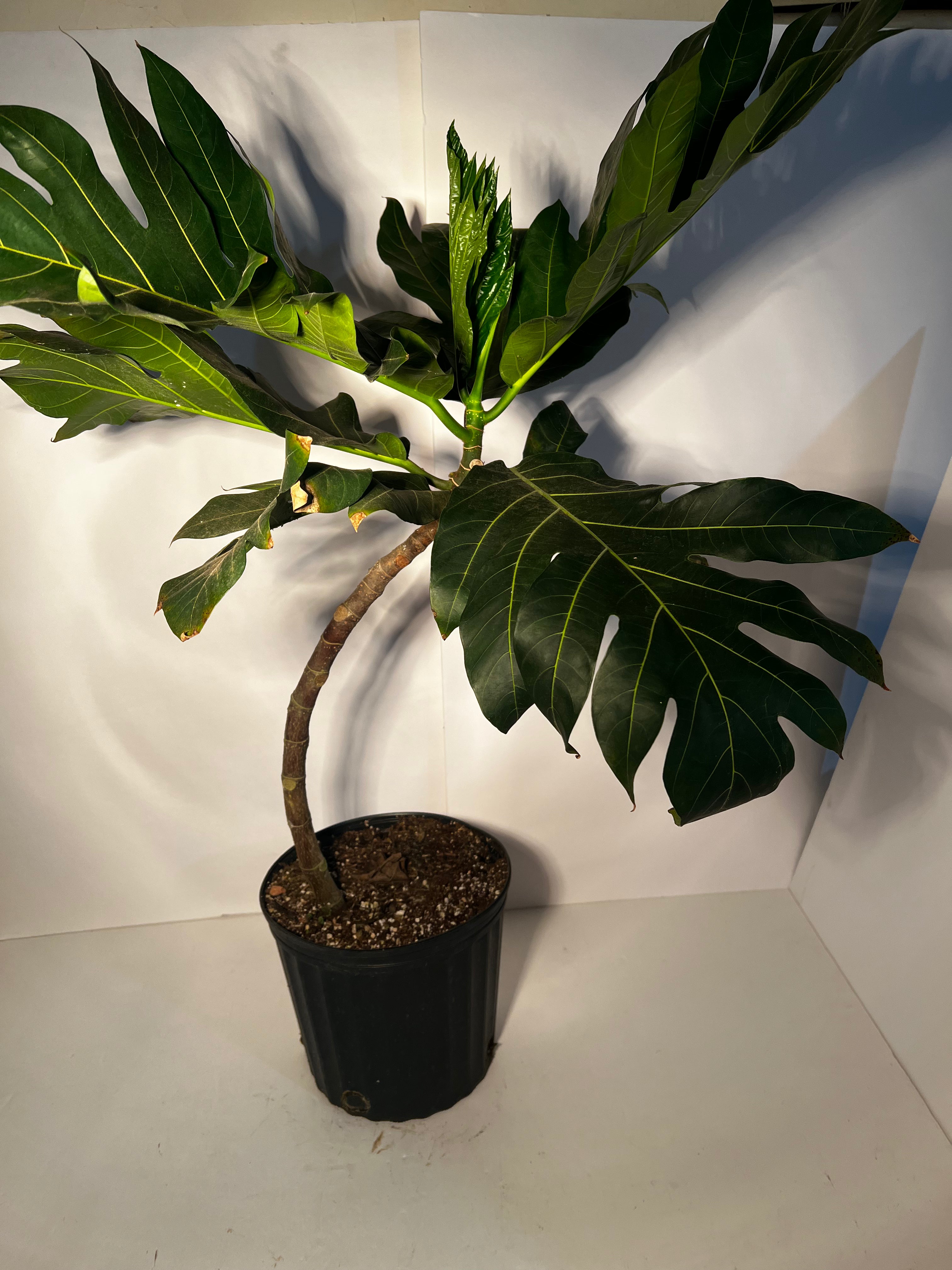 Breadfruit Tree Ma’afala cv. (Airlayer) 3 Gallon