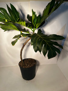 Breadfruit Tree Ma’afala cv. (Airlayer) 3 Gallon