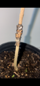 Grafted Lychee 1 Gallon Tree