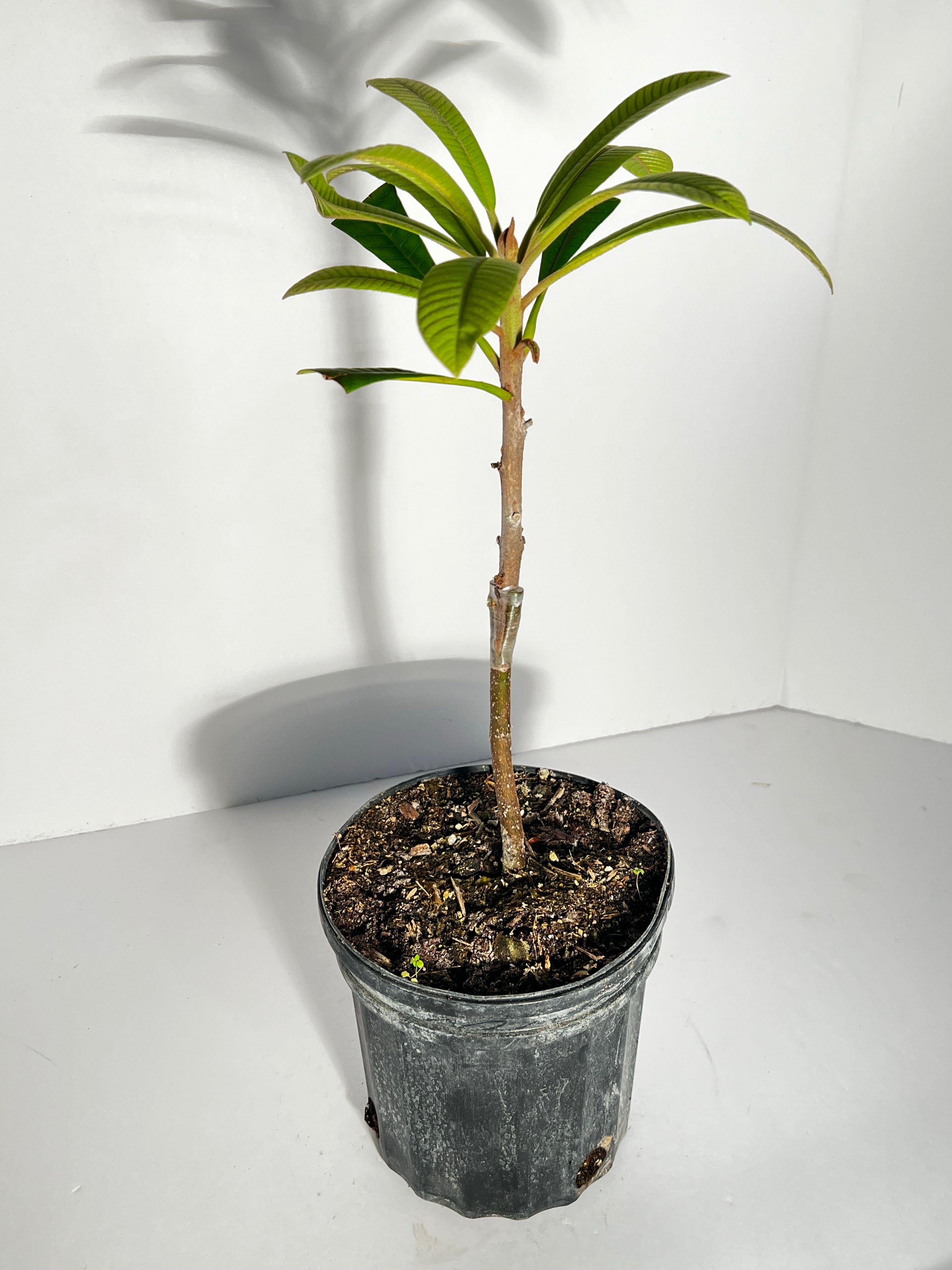 planting mamey sapote seed Grafted Mamey Sapote 1 Gallon – Lara Farms Miami