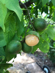 Mamoncillo Fruit aka Guenip aka Spanish Lime 5 lbs (Unfortunately Mamoncillo Are On California’s Do Not Ship From Florida List)